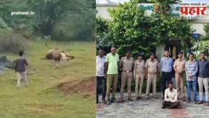 Gujrat : गुजरातमध्ये सिंहाला छळणाऱ्या व्यक्तीला अटक; व्हायरल व्हिडिओमुळे वन विभागाची कारवाई