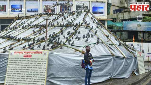 कबुतरांना नियंत्रित पद्धतीने खाद्य पुरवा