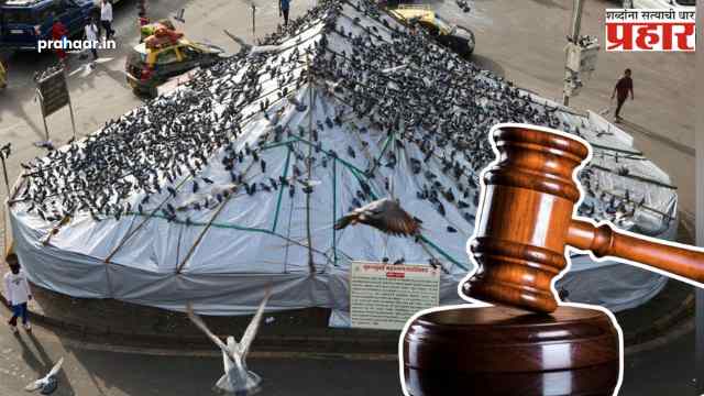 मुंबईत कबुतरांना खायला घालण्यावर बंदी कायम, सर्वोच्च न्यायालयाचा हस्तक्षेप करण्यास नकार