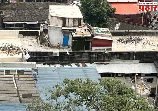 Kabutarkhana: दादरमध्ये नवा कबुतरखाना! कोर्टाचा निर्णय पायदळी तुडवत जैन मंदिराशेजारील इमारतीच्या छतावर कबुतरांसाठी सोय