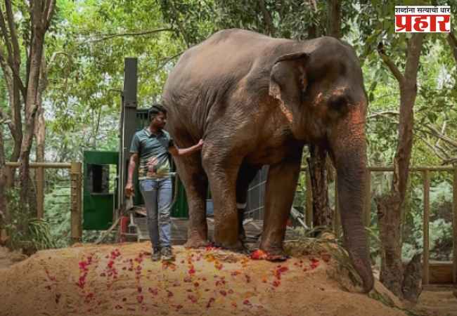 Mahadevi Elephant: महादेवीने वनतारामध्ये पाऊल तर ठेवलं, पण… त्या व्हिडिओने वाढवली चिंता, लोकांमध्ये संताप