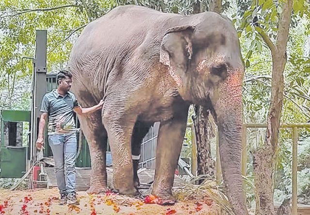 महादेवी हत्तिणीला ‘वनतारा’मध्ये पाठवण्याबाबतचा अहवाल