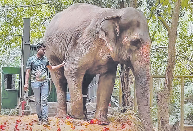 महादेवी हत्तिणीला ‘वनतारा’मध्ये पाठवण्याबाबतचा अहवाल