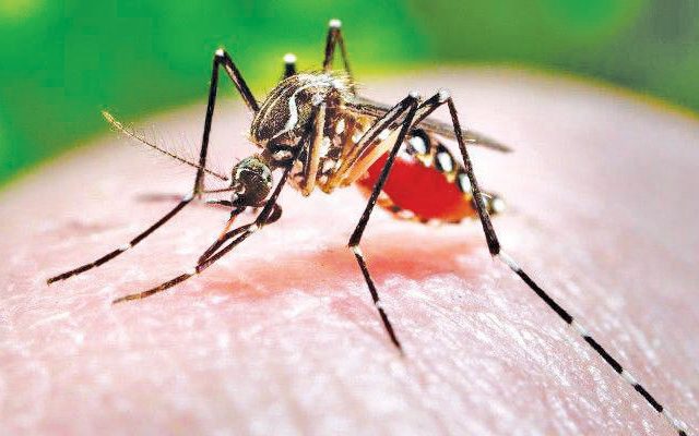 ११९ देशांमधील ५६० कोटी लोकांना चिकनगुनियाचा धोका