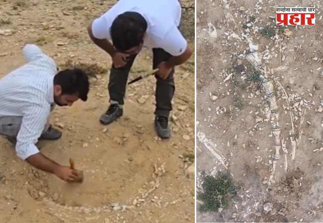 जैसलमेरमध्ये खोदकामात आढळले २०१ दशलक्ष वर्षांपूर्वीच्या फायटोसॉरचे जीवाश्म