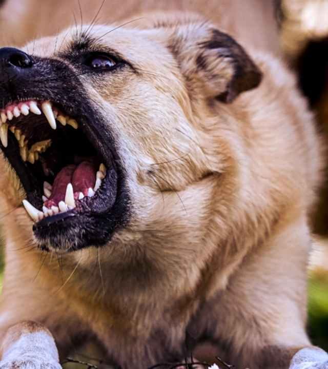 Stray Dog Shelter : कुत्र्यांमुळे मृत्यू झालेल्यांना परत आणणार आहात का? सुप्रीम कोर्टाने प्राणीप्रेमींना धरले फैलावर; काय आहेत कोर्टाचे कडक आदेश?