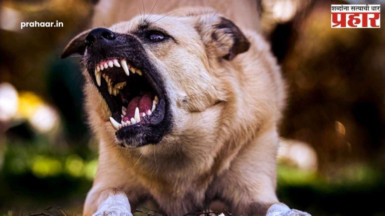Stray Dog Shelter : कुत्र्यांमुळे मृत्यू झालेल्यांना परत आणणार आहात का? सुप्रीम कोर्टाने प्राणीप्रेमींना धरले फैलावर; काय आहेत कोर्टाचे कडक आदेश?