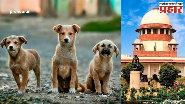 SC on Stray Dogs : श्वानप्रेमींचा विजय! भटक्या कुत्र्यांना कैदेतून सुटका पण कडक अटींसह…काय आहे सर्वोच्च न्यायालयाचा निर्णय?