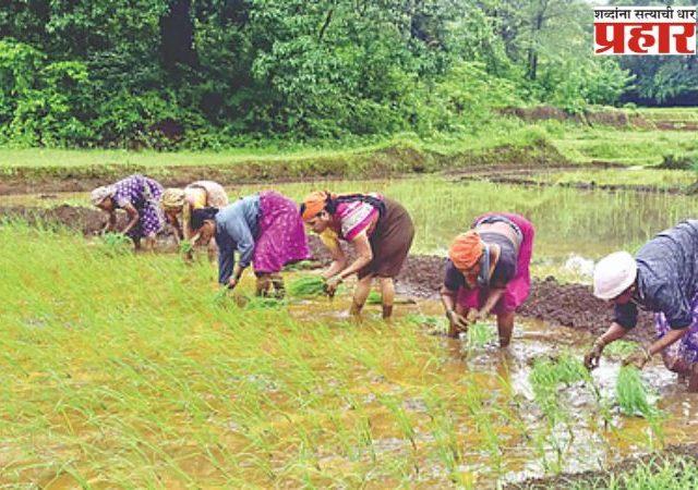 सिंधुदुर्गात मुसळधार पावसामुळे भातपिके आडवी