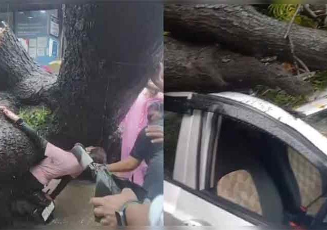 मुसळधार पावसात दुचाकीवर झाड कोसळले आणि...