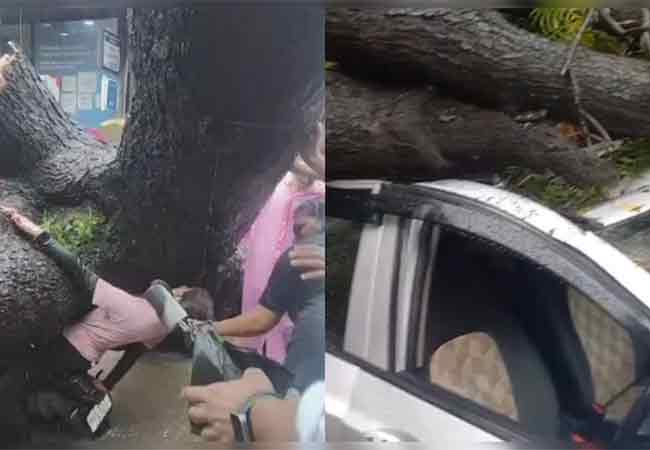मुसळधार पावसात दुचाकीवर झाड कोसळले आणि…