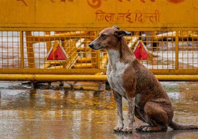 भटक्या कुत्र्याचा पाच वर्षांच्या मुलावर हल्ला