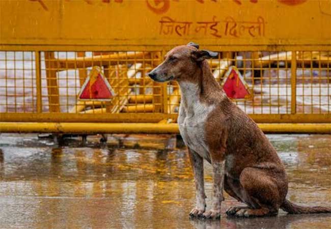 भटक्या कुत्र्याचा पाच वर्षांच्या मुलावर हल्ला