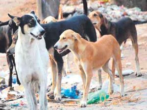 मुंबईत दीड लाख नागरिकांना दरवर्षी भटक्या श्वानांचा दंश