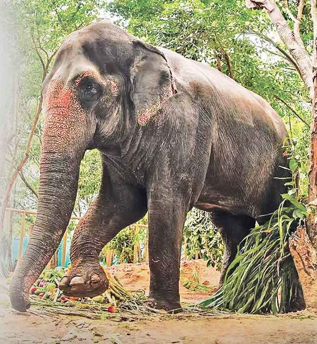 ‘माधुरी’वर उपचारासाठी महाराष्ट्रात योग्य जागेचा प्रश्न