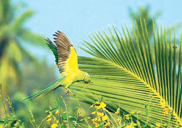 स्वातंत्र्य