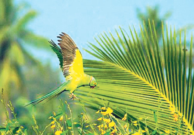 स्वातंत्र्य