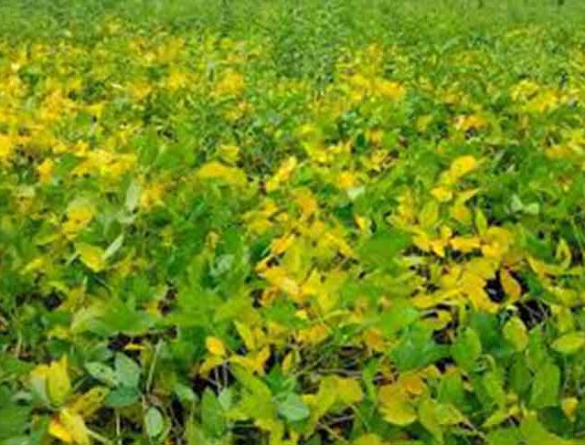 आंबेगावमध्ये सोयाबीनवर बुरशीचे संकट