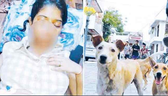 भटक्या कुत्र्यांच्या हल्ल्यात २१ वर्षीय विद्यार्थीनी जखमी