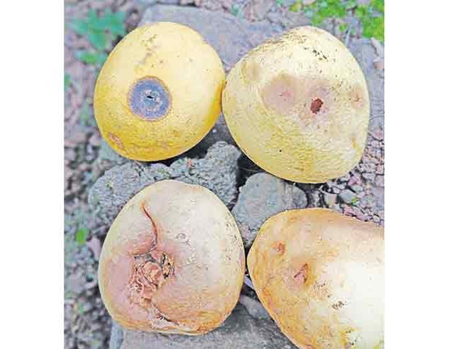 सततच्या पावसामुळे पपनसावर किडीचा प्रादुर्भाव