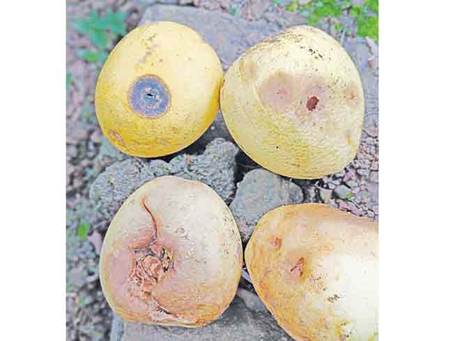 सततच्या पावसामुळे पपनसावर किडीचा प्रादुर्भाव