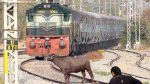 म्हशींमुळे रखडली मध्य रेल्वे 