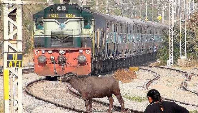 म्हशींमुळे रखडली मध्य रेल्वे 