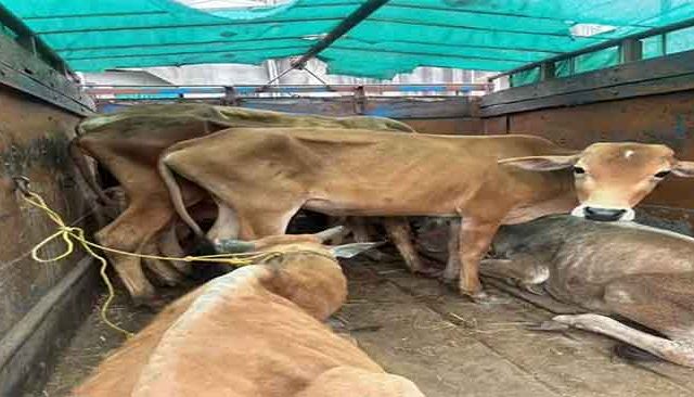 बेकायदेशीर कत्तलीसाठी नेलेला जनावरांचा कंटेनर परभणीत जप्त, चालक ताब्यात
