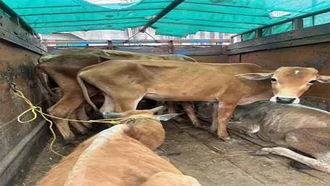 बेकायदेशीर कत्तलीसाठी नेलेला जनावरांचा कंटेनर परभणीत जप्त, चालक ताब्यात