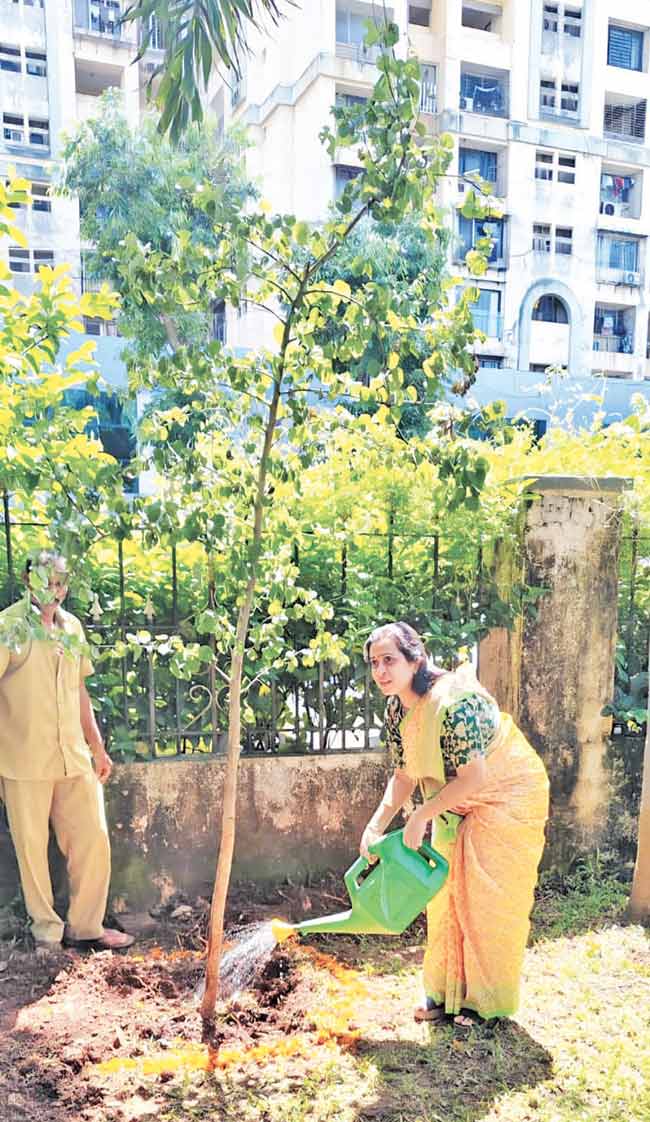 दसऱ्याला सोने लुटतात, तर दारातच लावा ‘आपटा’