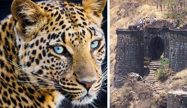 सिंहगड भागात भरदिवसा बिबट्यांचे दर्शन