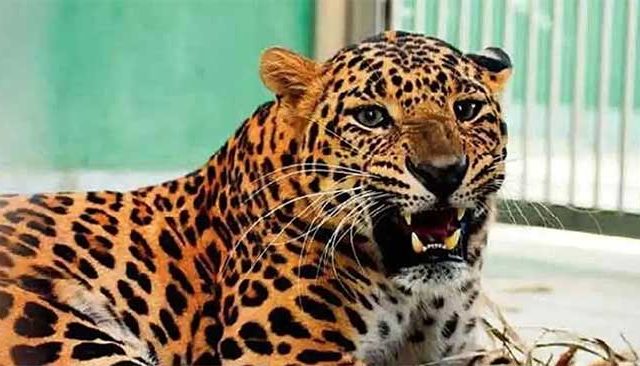नाशिक जिल्ह्यात बिबट्यांचा धुमाकुळ