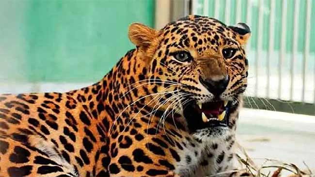 नाशिक जिल्ह्यात बिबट्यांचा धुमाकुळ