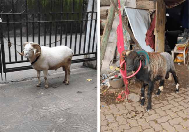 बांद्रा टर्मिनसजवळ बेकायदेशीर झूंजीतून वाचवलेल्या मेंढ्यांना ‘पेटा इंडिया’कडे सोपवले