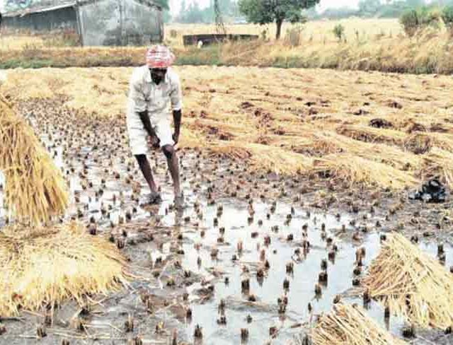अवकाळीने मोडले दक्षिण महाराष्ट्राचे कंबरडे