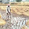 अवकाळीने मोडले दक्षिण महाराष्ट्राचे कंबरडे
