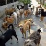 महापालिका आरोग्य विभागाला माणसांपेक्षा श्वानांची चिंता!