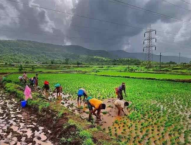 कोकणातील शेतकऱ्यांची नवी उभारी
