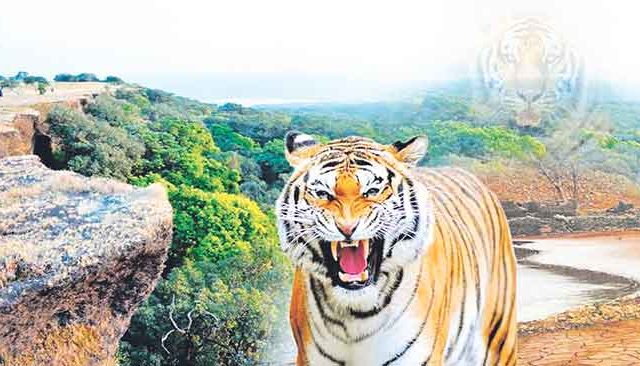 सह्याद्री व्याघ्र प्रकल्पात घुमणार डरकाळी