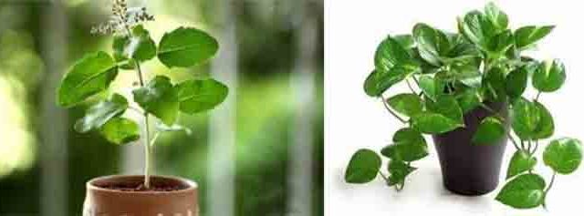तुळस आणि मनी प्लांट: एकाच ठिकाणी ठेवणे योग्य आहे का?