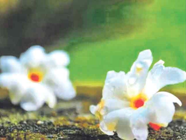 फुलासंगे मातीस वास लागे