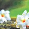 फुलासंगे मातीस वास लागे
