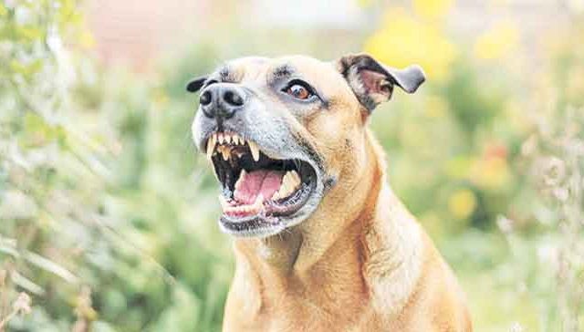 भटक्या कुत्र्यांना आवरणे गरजेचे