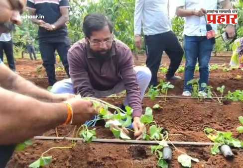Eknath Shinde : उपमुख्यमंत्री एकनाथ शिंदे थेट शेतात; दरेगावात स्वतःच्या हाताने लावली ३००० स्ट्रॉबेरी रोपे अन् म्हणाले, ‘माझे पाय’…