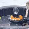 महादेवाच्या पिंडीवर अवतरली नागदेवता! बघ्यांची उसळली गर्दी