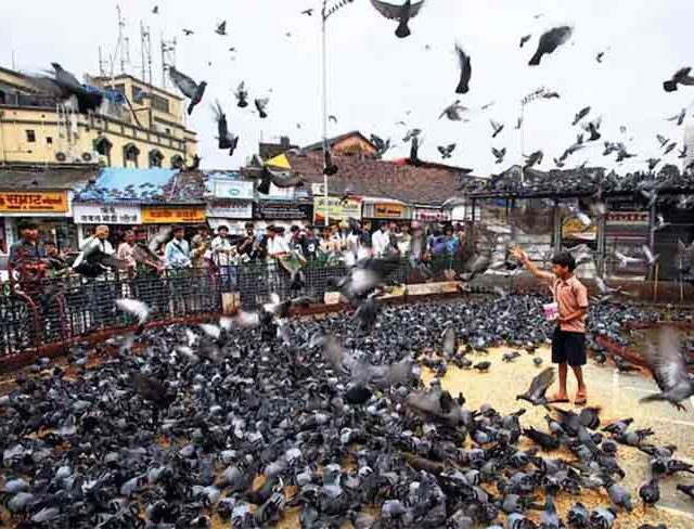 मुंबईत चार नवीन कबूतर खाने, पण बाकीचे बंद म्हणजे बंदच....