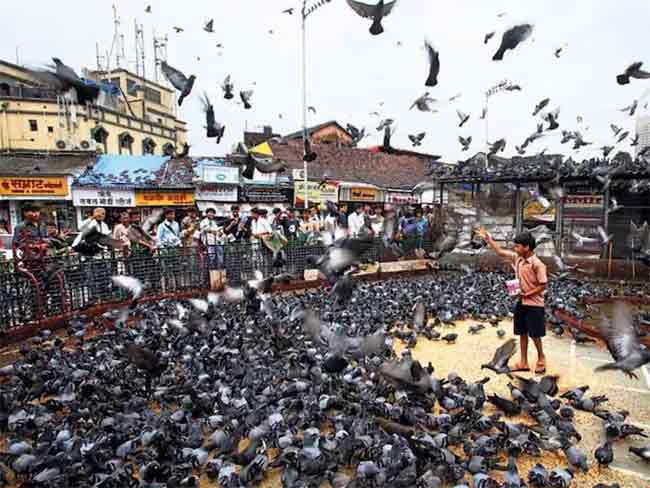 मुंबईत चार नवीन कबूतर खाने, पण बाकीचे बंद म्हणजे बंदच….