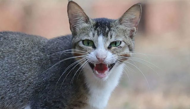 मांजरीच्या मृत्यू प्रकरणात डॉक्टरांना भरावा लागला