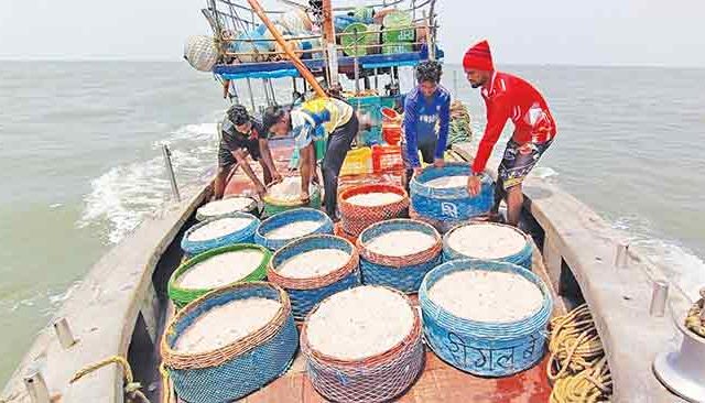 ठाणे, नवी मुंबई, रायगडमधील कोळी बांधवांचे आर्थिक गणित कोलमडले