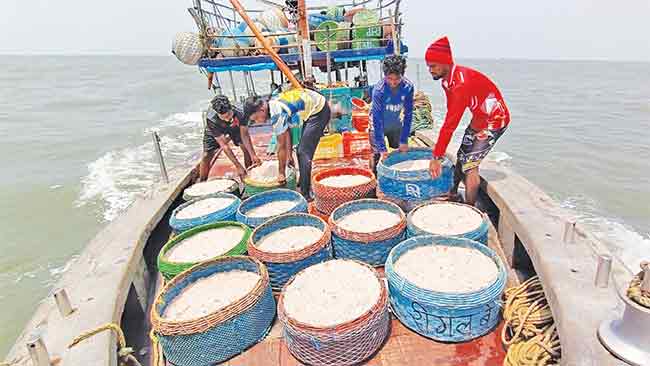 ठाणे, नवी मुंबई, रायगडमधील कोळी बांधवांचे आर्थिक गणित कोलमडले